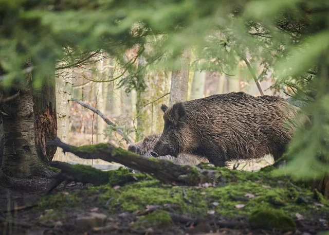 Dates d’ouverture et clôture de la chasse saison 2024-2025